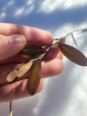 Chamaedaphne calyculata