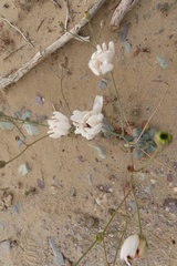 Atrichoseris platyphylla