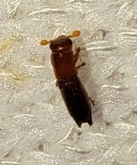 Euplatypus compositus