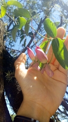 Dolichandra cynanchoides