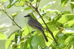 Territornis reticulata