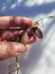 Chamaedaphne calyculata