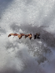 Chamaedaphne calyculata