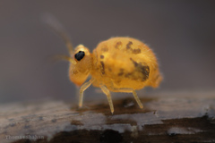 Sminthurinus henshawi