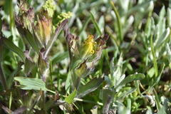 Castilleja levisecta