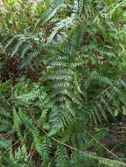 Dryopteris erythrosora
