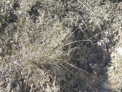 Stipa lagascae