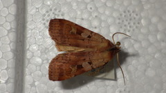Diarsia mendica