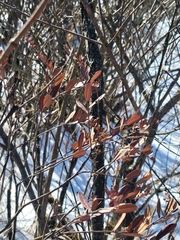 Chamaedaphne calyculata