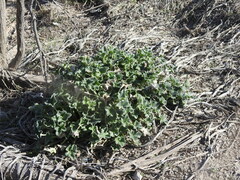 Ecballium elaterium