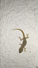 Mediodactylus kotschyi
