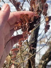 Chamaedaphne calyculata