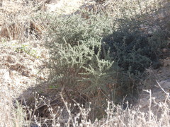 Asparagus acutifolius