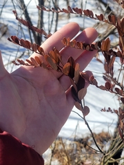 Chamaedaphne calyculata