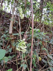 Prosartes hookeri