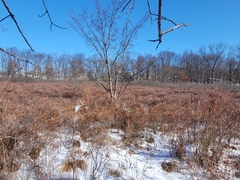 Chamaedaphne calyculata