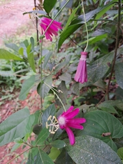 Passiflora