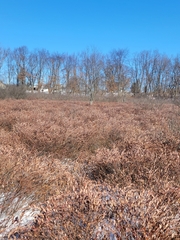 Chamaedaphne calyculata