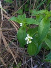 Ichthyothere terminalis