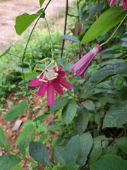Passiflora