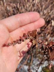 Chamaedaphne calyculata