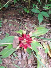 Guzmania lingulata