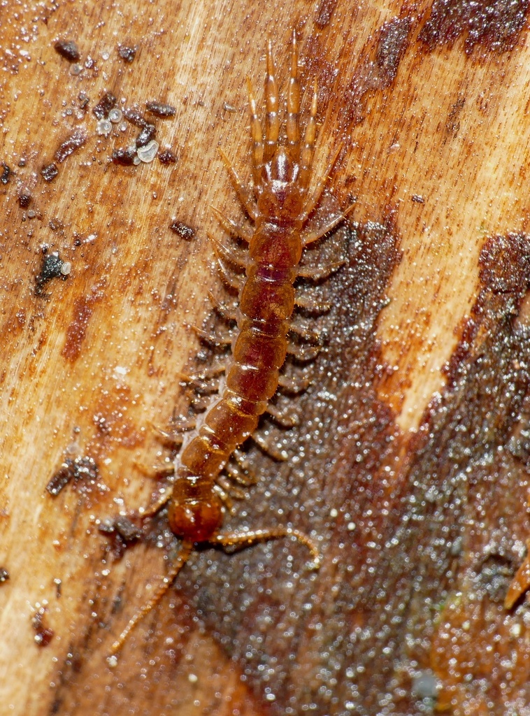 Thick-Legged Lithobius