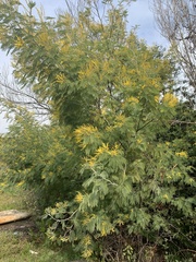 Acacia