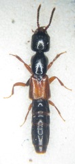 Nudobius lentus