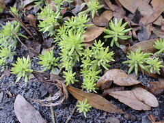 Sedum mexicanum