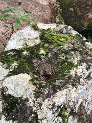 Glandirana rugosa