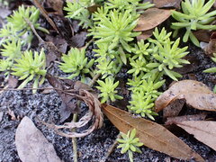 Sedum mexicanum