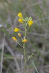 Physaria gracilis