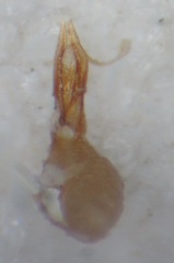 Nudobius lentus