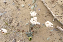 Atrichoseris platyphylla