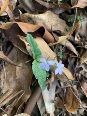 Pseuderanthemum variabile