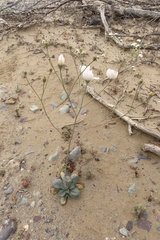 Atrichoseris platyphylla