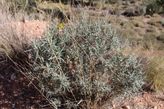 Helianthemum