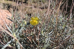 Helianthemum