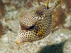 Lactophrys bicaudalis