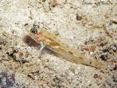 Coryphopterus eidolon