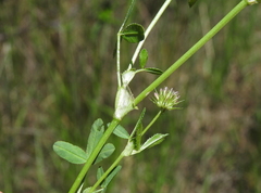Trifolium strictum