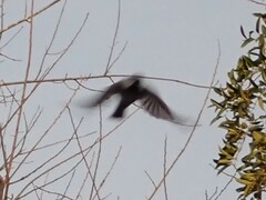 Poecile carolinensis