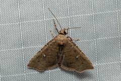 Sophta aeluropis
