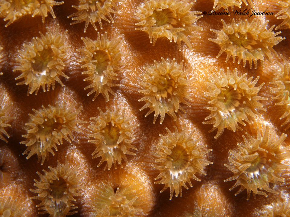 Cavernous Star Coral