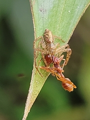 Oecophylla longinoda