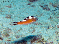 Serranus tabacarius