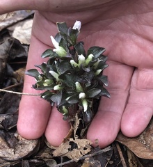 Obolaria virginica