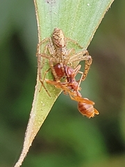 Oecophylla longinoda