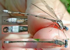 Lestes congener